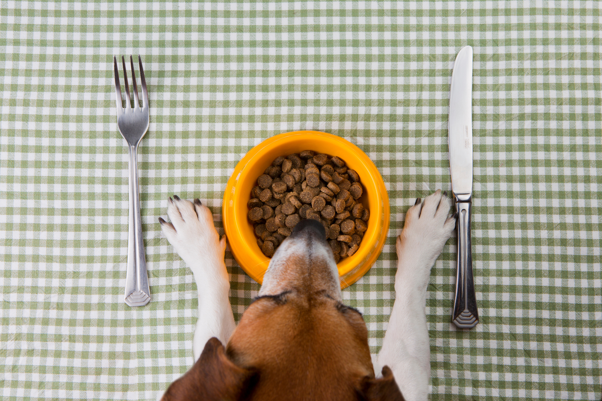 Pet diet food